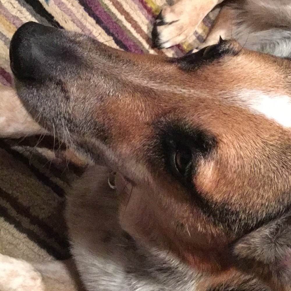 Meet your Posher, Anne